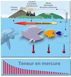 Mercury in Fish
