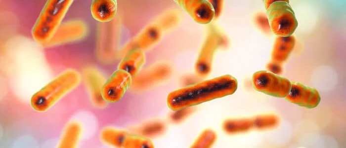 gut microbiome